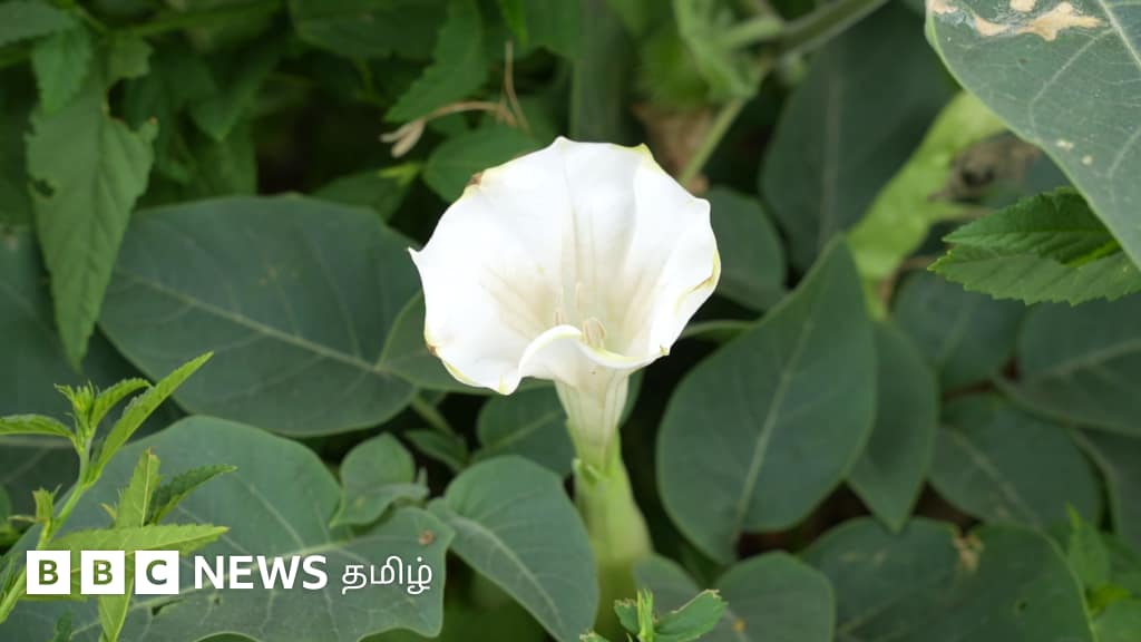 ஊமத்தை பூவை சமைத்து சாப்பிடுவது ஆபத்தா? சமூக ஊடக வைரல் சமையல் குறிப்புகள் குறித்த உண்மை பின்னணி! ஊமத்தை பூவை சமைத்து சாப்பிடுவது ஆபத்தா? சமூக ஊடக வைரல் சமையல் குறிப்புகள் குறித்த உண்மை பின்னணி!